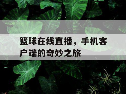 篮球在线直播，手机客户端的奇妙之旅